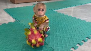 Обезьянка крошка малышенька нашла сами стащила драконий фрукт Сидит пищит папу ждёт орзрезать