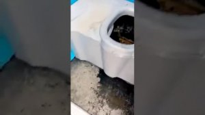 Парень спрятался в туалете