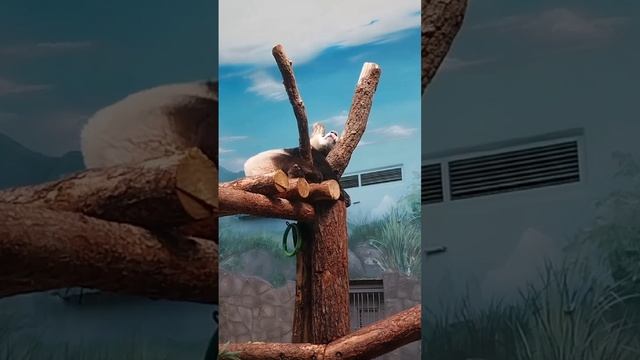🐼 Катюша засыпает и желает всем сладких снов.