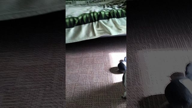 schoolboy runaway в реальной жизни 🤯🤯🤯. (часть 2)