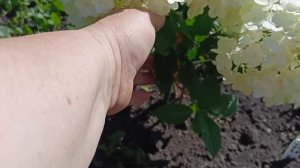 Метельчатая гортензия из коробки спустя 2 месяца.29.05.2025.Каменск-Уральский.