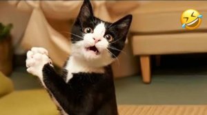 Приколы с котами и собаками🤗 Смешные видео про животных Любимые смешные животные😍