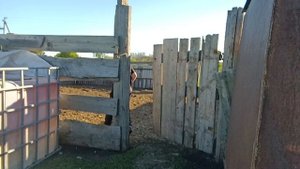 пранк над курами