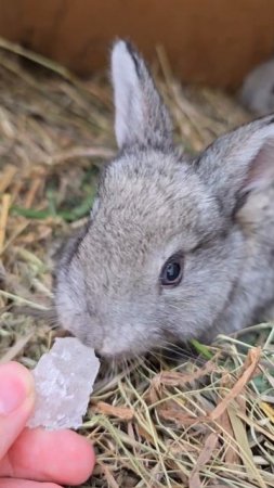 Малыши пробуют лизунец 🥰