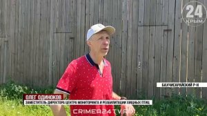 Растят в неволе, чтобы дать свободу: как в Крыму выхаживают краснокнижных соколов