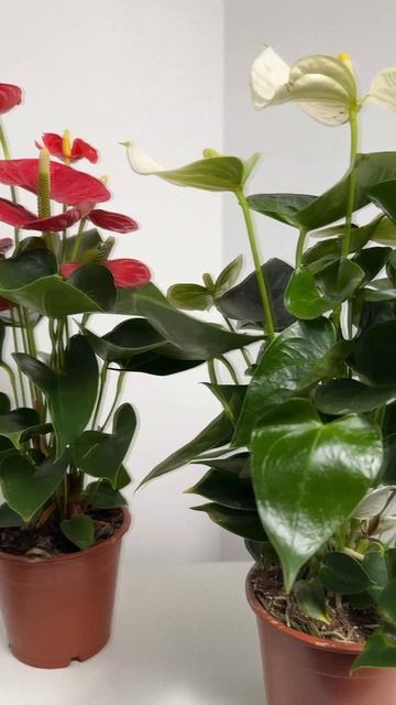 Антуриум grinoteka.ru