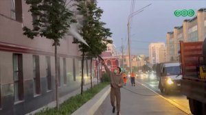 В Уфе обработали молодые деревья