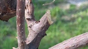 Лето, природа, цветочки