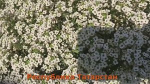 Не могу отказаться от этого садового цветка - АЛИССУМ СНОУ ПРИНЦЕСС.