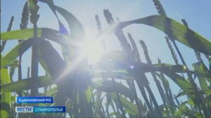 Сев яровых культур на Ставрополье завершается