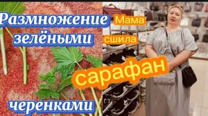 Размножение зелеными черенками. Мама сшила сарафан.
