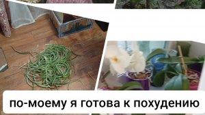 жарааааа!/ избавилась от старого цветка/ пробую новую сушилку/ снова болталка о похудении
