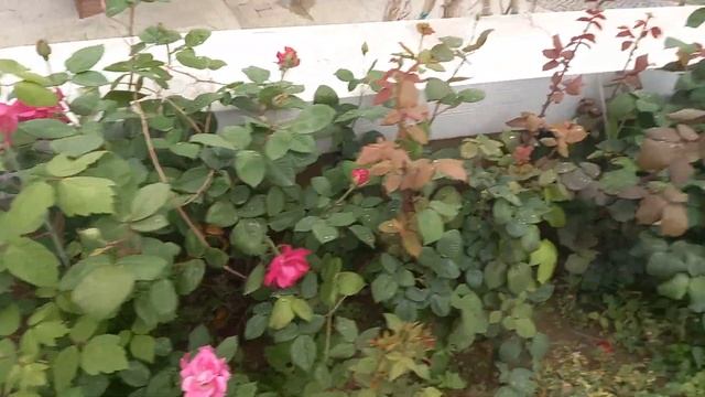 МИЛЛИОН МИЛЛИОН МИЛЛИОН АЛЫХ РОЗ ! АНКАРА ГОРОД РОЗ! смотреть онлайн