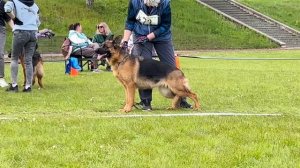 5 Оч/хор Mine Fire Hund JUMMA №73 / КЧК+ БОРИСОВ (BY) 17 мая`25 M.Jovovic Моно немецких овчарок