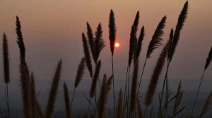 Хор природы: ангельская музыка для души  🌙