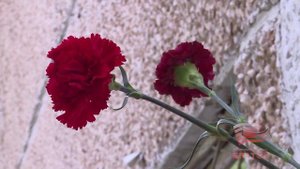 Живы, если мы помним. Доску памяти героя Алексея Климентьева установили на фасаде школы № 9 Братска