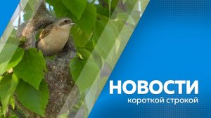 Новости короткой строкой 29.05.2025г