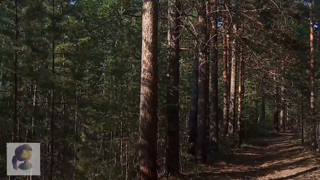 ЕДЕМ ПО ЛЕСУ, БОЛТАЕМ. КРАСОТА ВОКРУГ НАС. смотреть онлайн