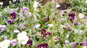 29 снежное майское утро.mp4