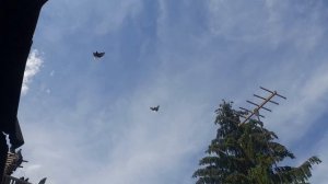 Николаевские голуби 29.05.25 г