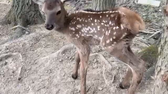 🦌На Лосиной биостанции Лосиного острова у благородных оленей родился мараленок🦌