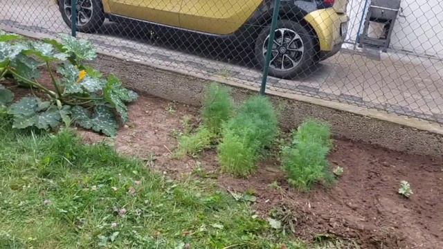 Дождь,а мы в огороде с самого утра.Посадили укроп.Обзо? смотреть онлайн