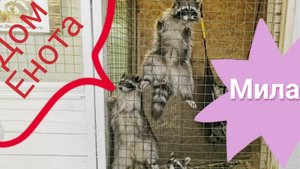 Сергиев посад! Дом Енота 🦝🦝🦝 в городе Хотьково! Какие же они милашки... 👏👏👏 на расстоянии 🤣!