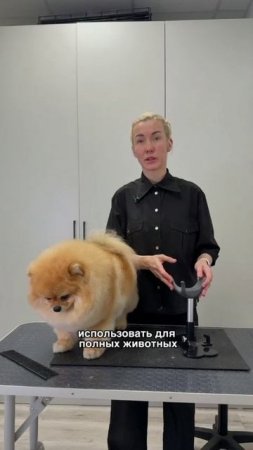 Зачем нужна подставка для животных при груминге во время стрижки
