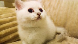 Продаются котята породы манчкин
