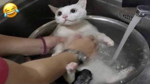 Приколы с котами Смешные коты СМЕШНОЕ ВИДЕО СМЕШНЫЕ ЖИВОТНЫЕ
