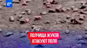 Полчища жуков атакуют российские поля