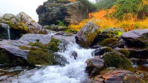 Пение птиц, Шум леса, Журчание ручья, Природа Лечит, Ус?