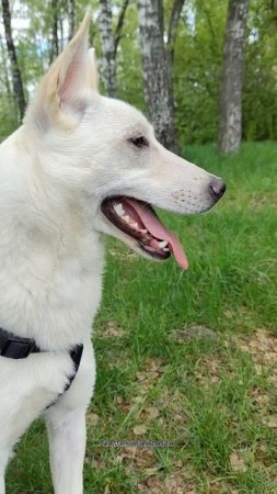 Растаять в приюте сложно