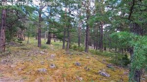 ИСЦЕЛЕНИЕ НЕРВОВ ПЕНИЕМ ЛЕСНЫХ ПТИЦ.ИМ ЭТО ПОДВЛАСТНО