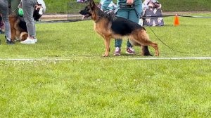 4 Оч/хор Эвил Форкас РИКОТА №70 / КЧК+ БОРИСОВ (BY) 17 мая`25 M.Jovovic Моно немецких овчарок