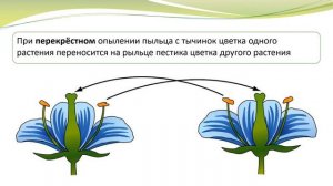 Размножение растений и его значение