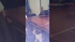 😺😸Я С КОТОМ😸😺