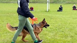 4 О/Отл. Аллюста Никас РУМБА +++ №78 / КЧК+ БОРИСОВ (BY) 17 мая`25 M.Jovovic Моно нем.овч.