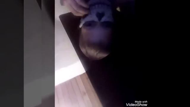 Вызов Чеширского кота ( Египетского кота) смотреть онлайн