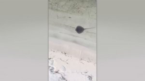 ДО И ПОСЛЕ ВЗРОСЛЕНИЯ. НЕВЕРОЯТНЫЕ ТРАНСФОРМАЦИИ ЖИВОТНЫХ