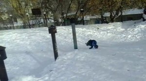 Петушиное сальто
