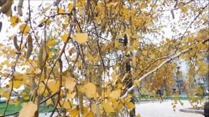 Видеозарисовка  ОСЕННЕЕ НАСТРОЕНИЕ