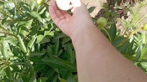 обрезала отцвëвшие цветы, навожу порядки в палисадниках...