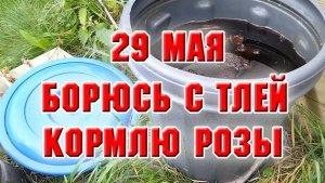 29 мая. Борюсь с тлей, подкармливаю розы