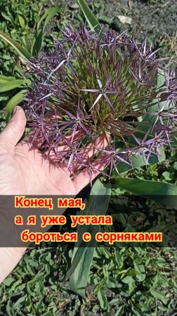 Я вот не пойму. Меня одну одолевают сорняки? У меня одной меня такие заросли травы вцветниках,