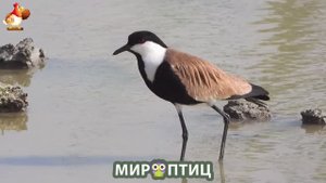 Мир птиц – красота и грация пернатых созданий Природы 🦩🦚🦜 Выпуск (168) 🦉🐦🐤