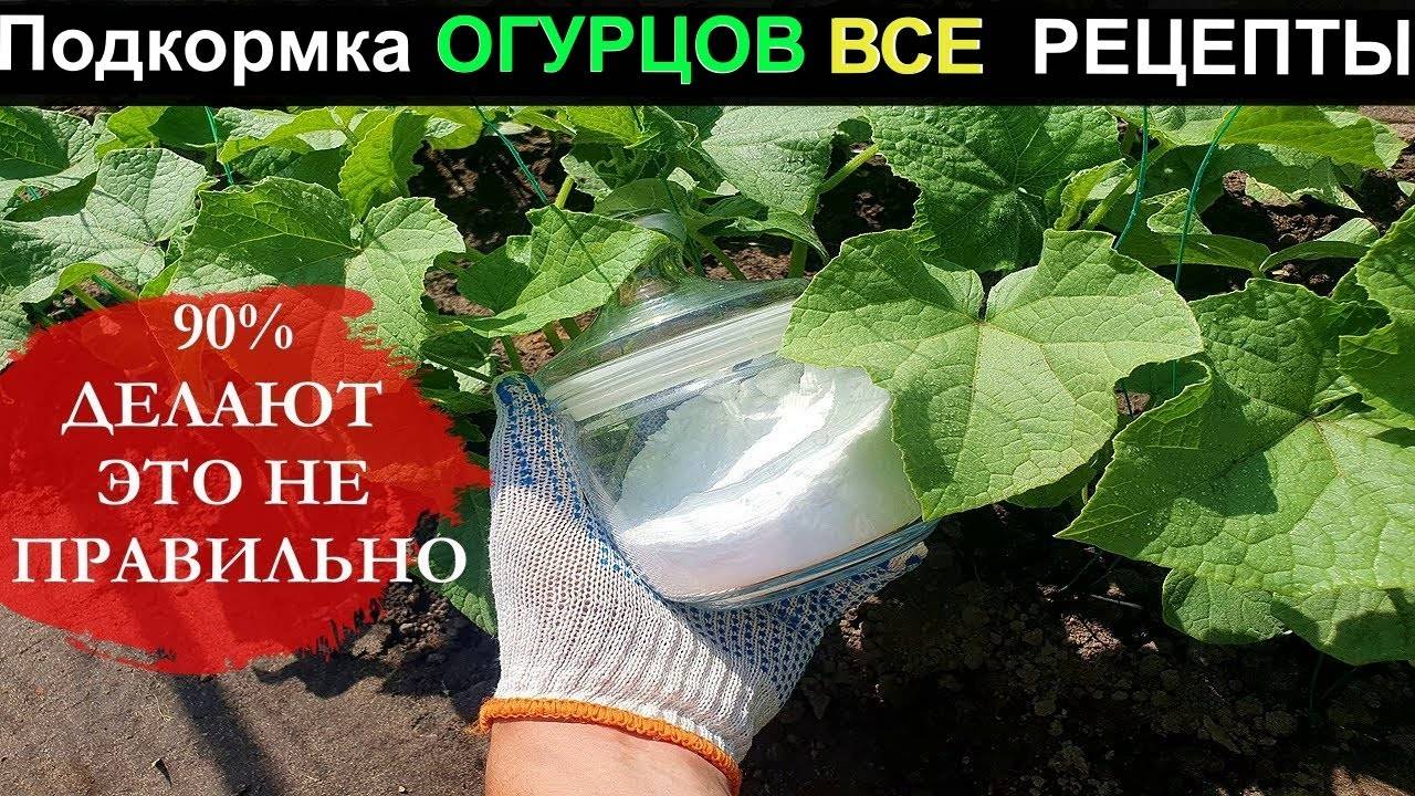 Шокирующие народные средства для огурцов — Лучшие подкормки 2025 года! 🥒🌿