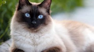 Тайны Сиамских и Тайских Кошек. Недостатки Породы. Как