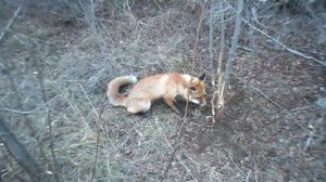 Лиса в петле,охота +на лису,лиса охота.Fox in the loop + hunting a fo