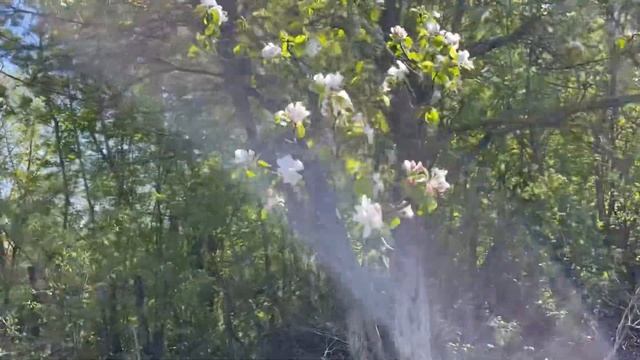 Мой сад. Сейчас в моём саду цветут все плодовые деревь? смотреть онлайн